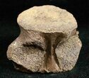 Champsosaurus Vertebrae (Cretaceous Reptile) #12034-1